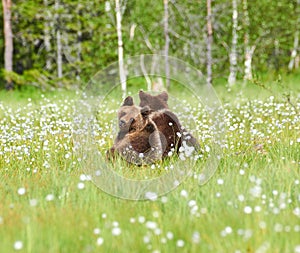Two young bears sitting in the middle of flowers