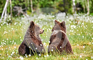 Two young bears sitting in the middle of flowers