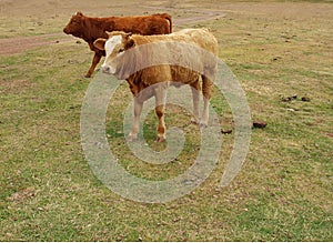 Two young beef cattle