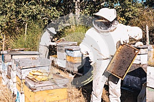 Two young beekeepers in sting protection suits collecting honey combs from hives and shooing bees