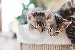Two young Bengal kittens hug when sleeping. Animal love