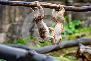 Two young berber monkey playing