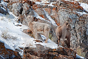 Two young Bighorn Sheep on snowy cliff's edge near Jackson Wyoming