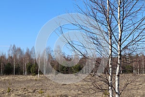 Two young birches, growing in the field at the edge of the forest in early spring