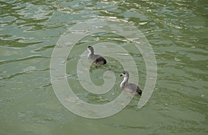 Two young birds coot on water