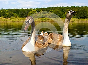 Two young birds trumpeter swan