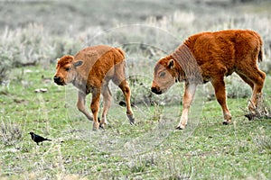 Two Young Bison playing at Yellowstone National Park