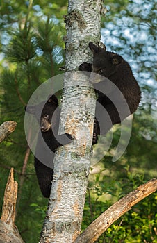 Two Young Black Bears (Ursus americanus) Hide in Tree