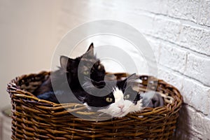 Two young black-and-white cats and a three-haired one are resting in a wicker basket against a white wall