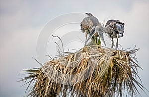 Two young blue herons are in the nest looking for food