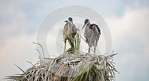 Two young blue herons are in the nest looking for food
