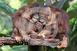 Two young Bornean orangutans are resting.