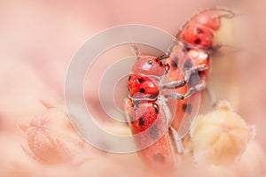 Two young Box elder bugs on a plant