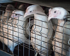 Two young broiler chicks are sitting in an aviary at a poultry farm, close-up