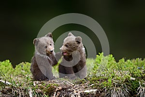 Two young brown bear cub in the fores