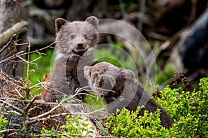 Two young brown bear cub in the forest. Portrait of brown bear, animal in the nature habitat