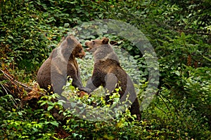 Two young brown bear lost in the forest. Portrait of brown bear, sitting on the green tree, animal in the nature habitat, Slovakia