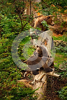 Two young brown bear lost in the forest. Portrait of brown bear, sitting on the green tree, animal in the nature habitat, Germany.