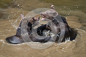 Two young brown bears playing in the water