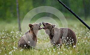 Two young brown bears are playing in a forest clearing with each other.