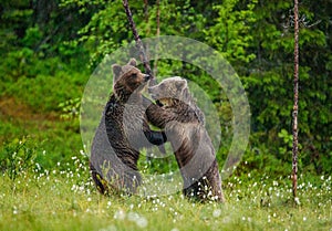 Two young brown bears are playing in a forest clearing with each other.