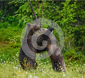 Two young brown bears are playing in a forest clearing with each other.