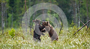 Two young brown bears are playing in a forest clearing with each other.