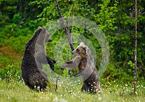 Two young brown bears are playing in a forest clearing with each other.