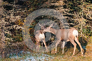Two young brown Deer walking in the forest
