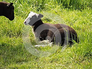 Two young brown sheep look at each other, one lying on a green m