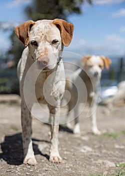 Two young brown and white shelter dogs curiously looking at the camera.