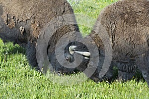 Two young bull Bison play at fighting.