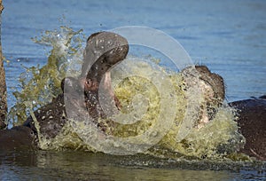 Two young bull hippo fighting with open mouth in Kruger Park in South Africa