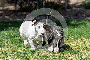 Two young bull terrier puppies playing in the grass