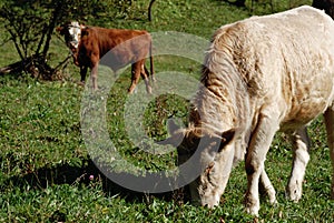 Two young bulls graze on a green meadow, domestic animals and livestock