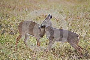 Two young Button Bucks playing together.