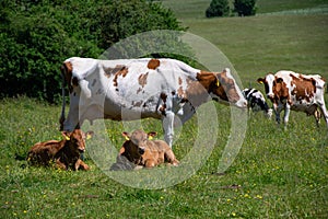 Two young calves on a pasture in the Eifel