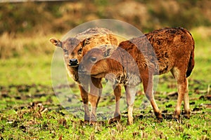 Two  young calves playing on the grass