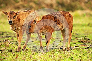 Two  young calves playing on the grass