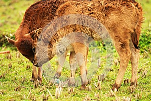Two  young calves playing on the grass