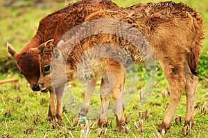 Two  young calves playing on the grass
