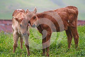 Two young calves showing affection