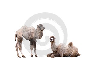 two young camel lies isolated on white background