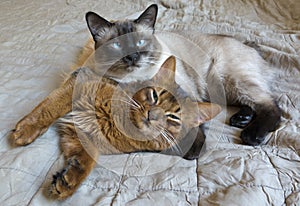 Two young cats are resting in bed, Thai Shorthair seal point Bobtail and red fluffy Somali breed