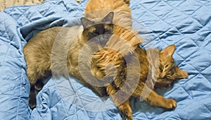 Two young cats are resting in bed, Thai Shorthair seal point Bobtail and red fluffy Somali breed