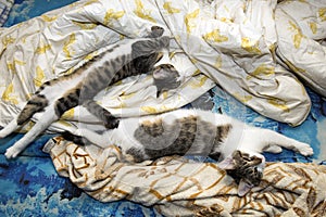 Two young cats are sleeping on the sofa