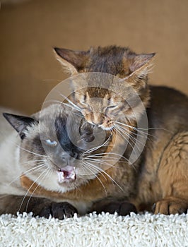 Two young cats , Thai Shorthair seal point Bobtail and red fluffy Somali breed