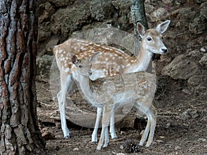 Two young Cervus dama deer