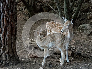 Two young Cervus dama deer