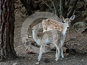 Two young Cervus dama deer